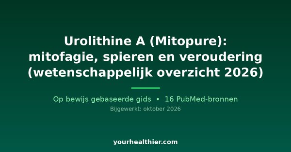 Urolithine A (Mitopure): mitofagie, spieren en veroudering (wetenschappelijk overzicht 2026)