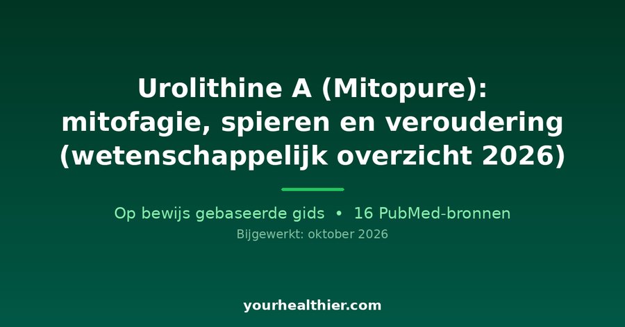 Urolithine A (Mitopure): mitofagie, spieren en veroudering (wetenschappelijk overzicht 2026)